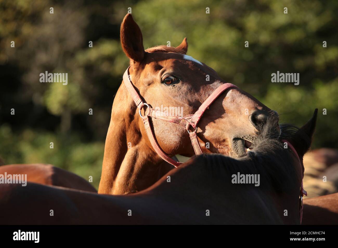 L'étalon égratigne un autre cheval avec ses dents Banque D'Images