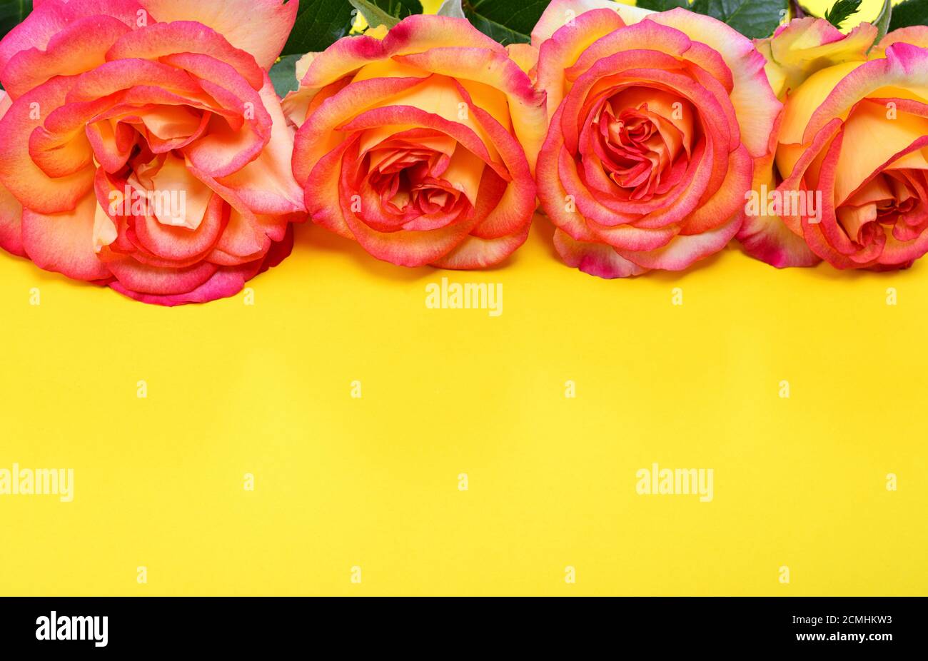 Roses rose-jaune sur fond jaune Banque D'Images