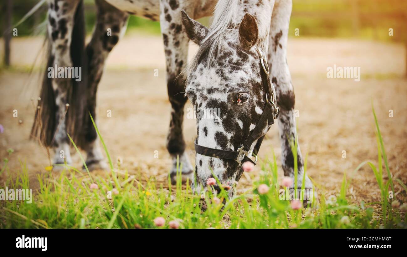 Par une belle journée d'été, un beau cheval noir et blanc tacheté se grise dans un pré et mange des herbes de champ. Agriculture. Industrie agricole. Banque D'Images