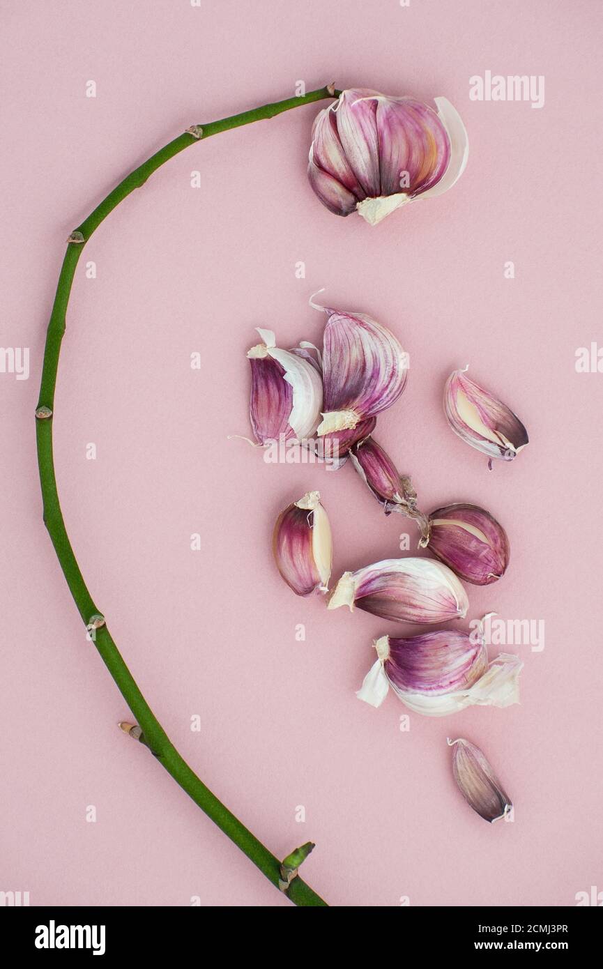 Composition de jeunes branches d'ail et d'orchidée sur fond rose tendre. Banque D'Images