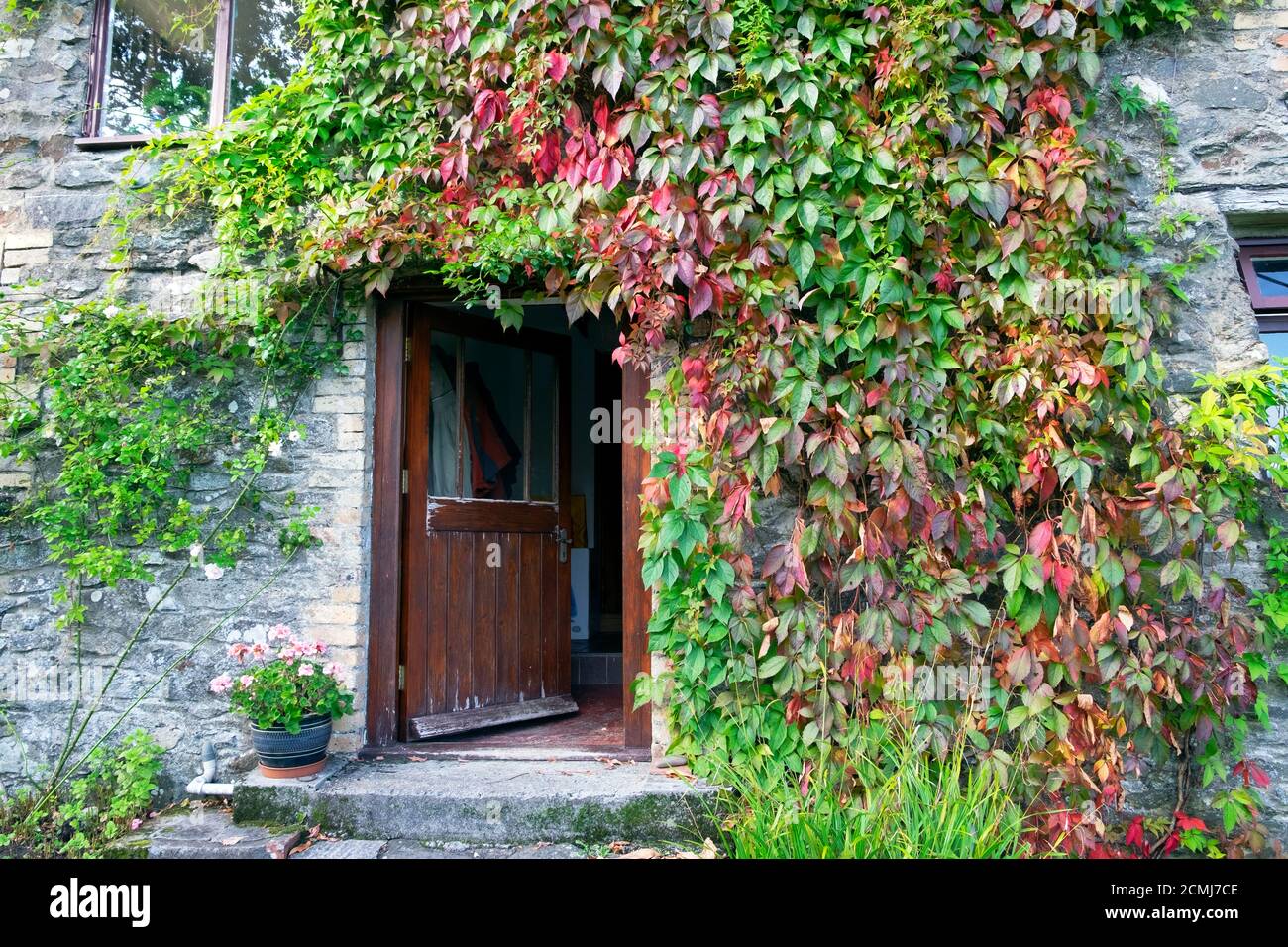 Le super-réducteur de Virginie laisse une couleur rouge en automne sur le À l'extérieur d'une grange en pierre avec porte en bois ouverte Carmarthenshire PAYS DE GALLES ROYAUME-UNI KATHY DEWITT Banque D'Images