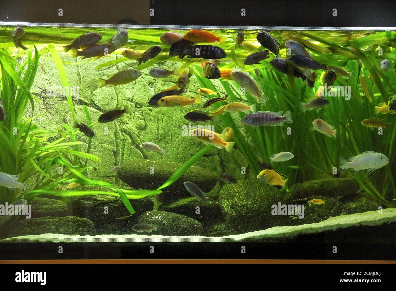 Pêchez dans un grand aquarium de communautés africaines de cichlid. Photofish de haute qualité dans un grand aquarium de communautés africaines de cichlidés Banque D'Images