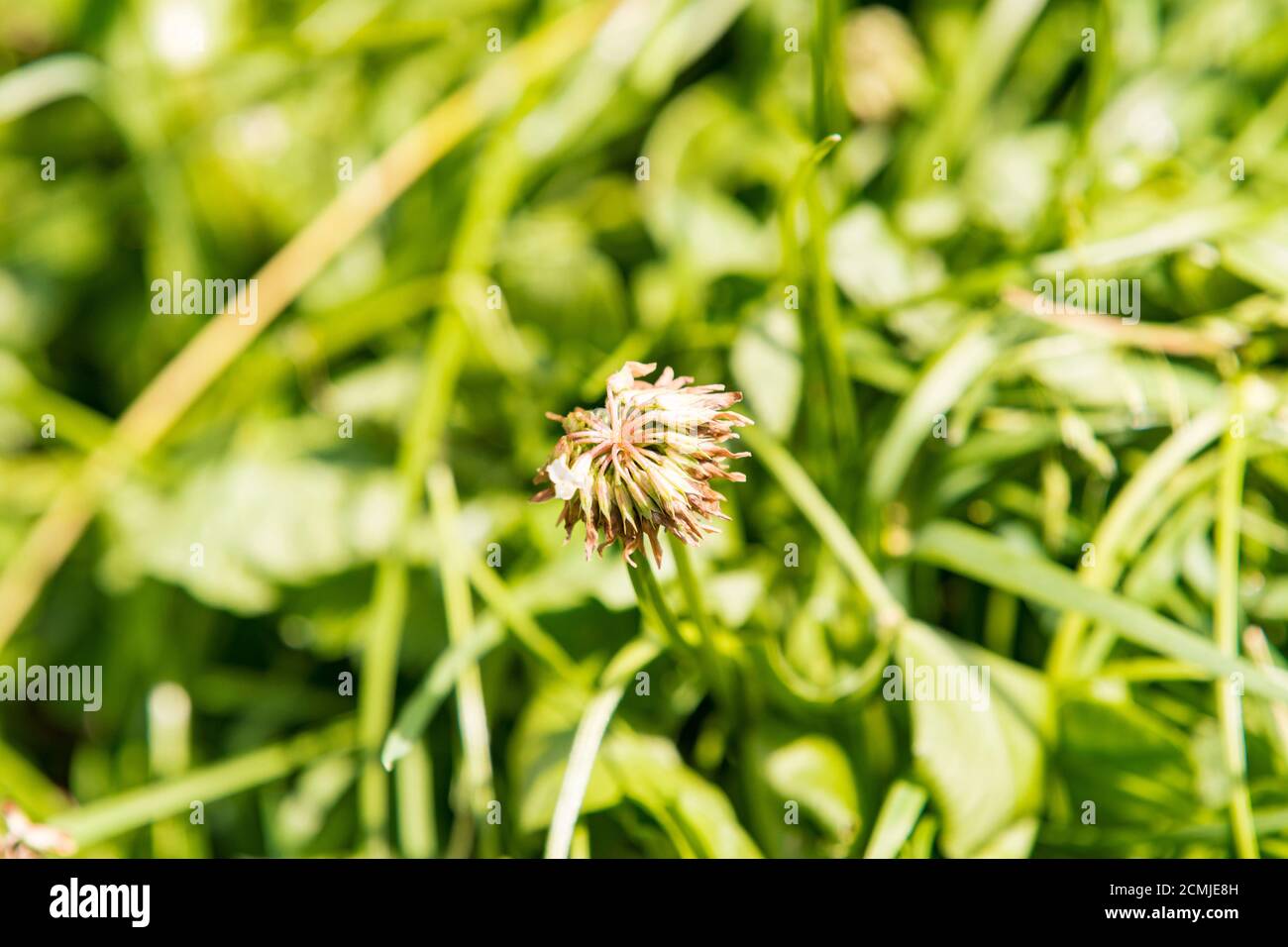 Le trèfle pousse seul dans l'herbe Banque D'Images