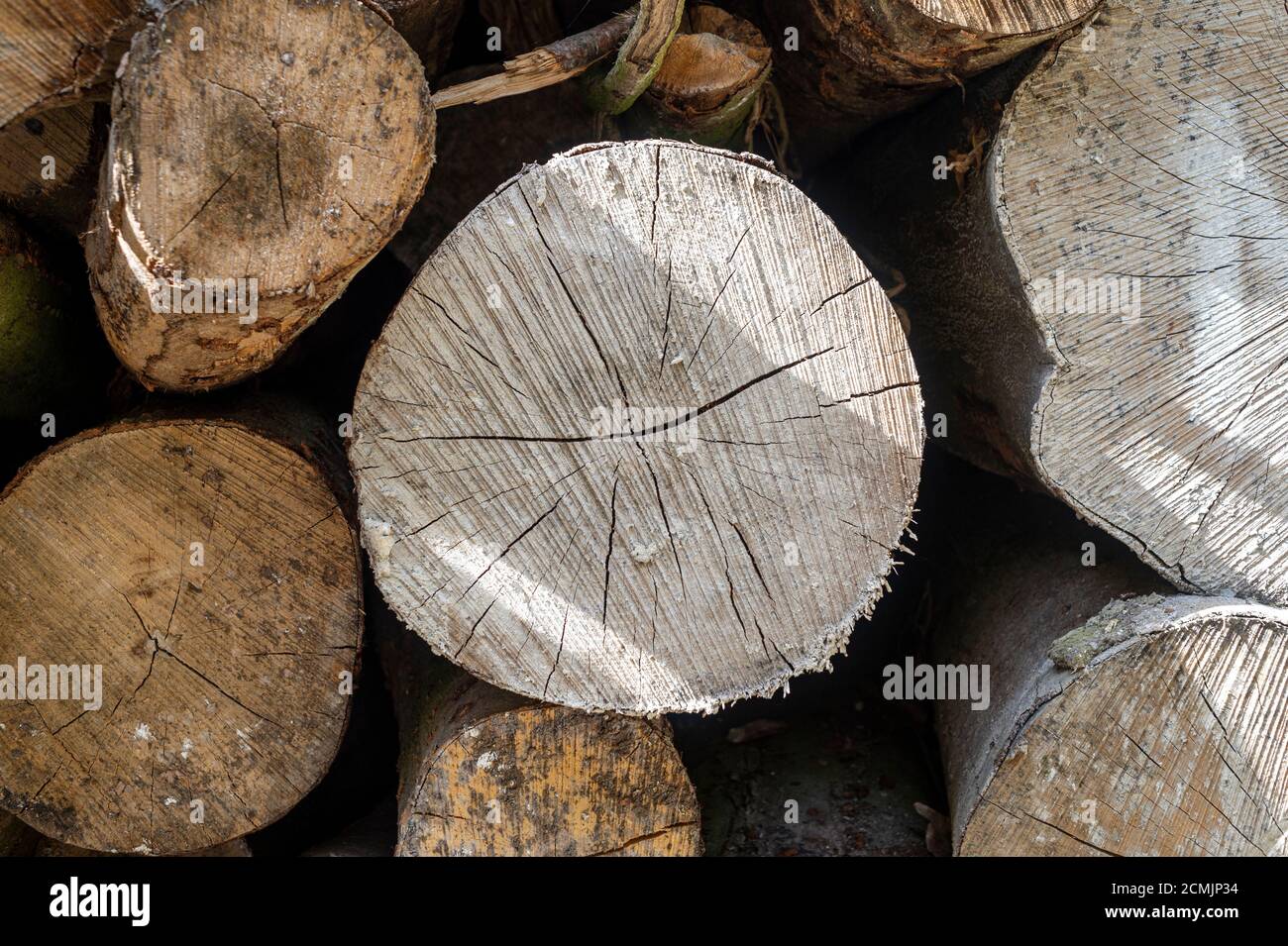 Grumes de bois, coupées, empilées dans la forêt, gros plan. Banque D'Images