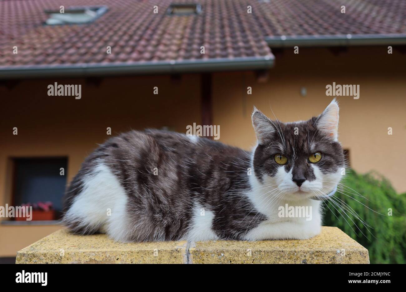 Chat domestique situé sur Fence à l'extérieur de sa maison en République tchèque. Le chat (Felis Catus) est une espèce domestique de petit mammifère carnivore. Banque D'Images