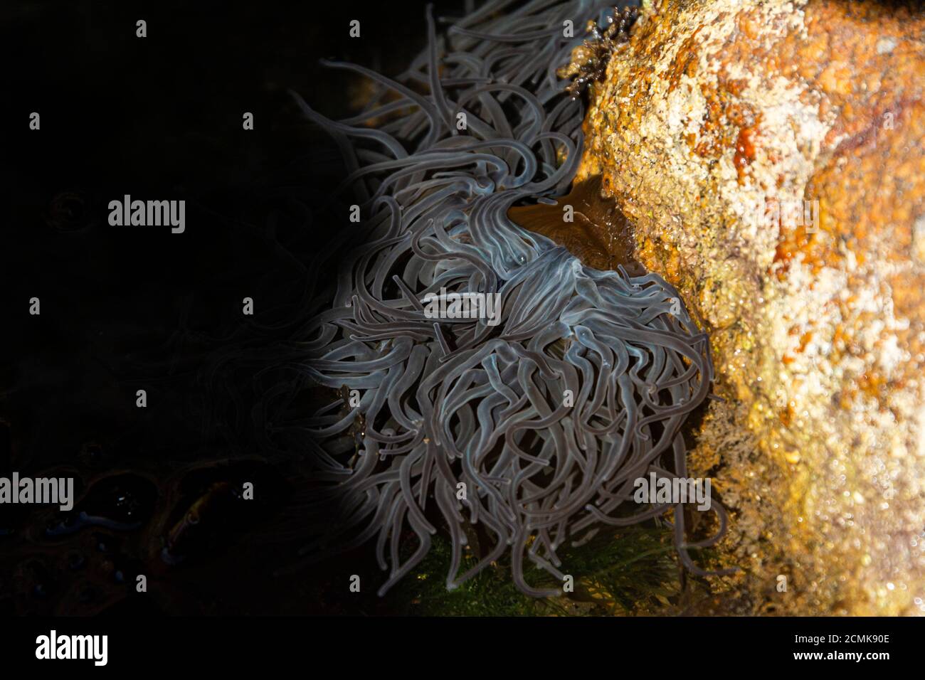 Forme grise de l'anemone des snakelocks (Anemonia viridis) Banque D'Images
