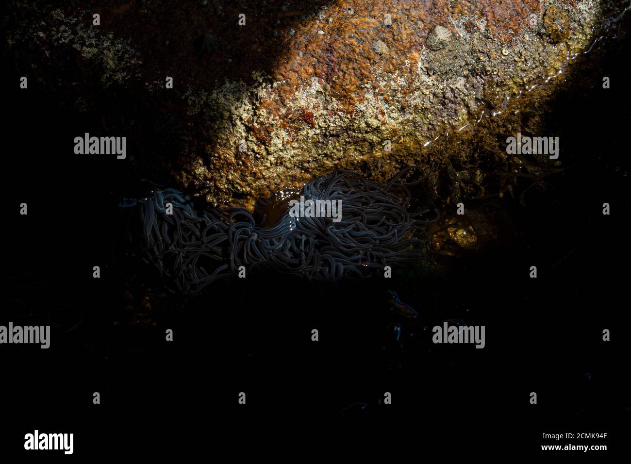 Forme grise de l'anemone des snakelocks (Anemonia viridis) Banque D'Images