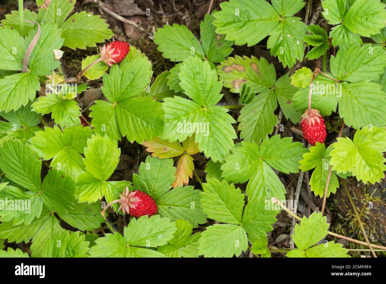 Fraisiers sauvages aux fraises rouges (Fragaria vesca, également appelée fraise forestière, fraise alpine), Royaume-Uni Banque D'Images