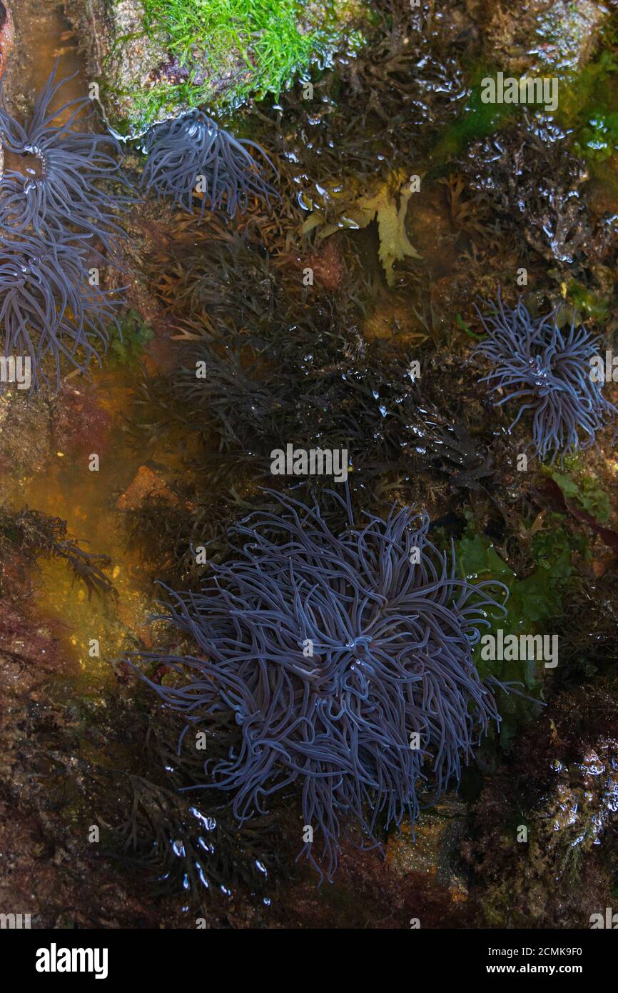 Forme grise de l'anemone des snakelocks (Anemonia viridis) Banque D'Images