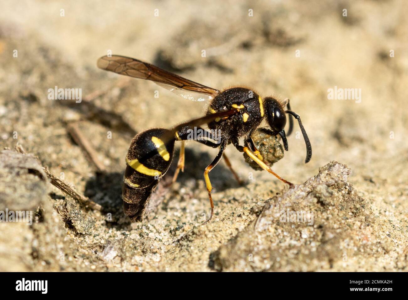 Heath potter wasp (Eumenes coarctatus) recueillir une boule d'argile pour construire son nid pot à Surrey, UK Landes Banque D'Images