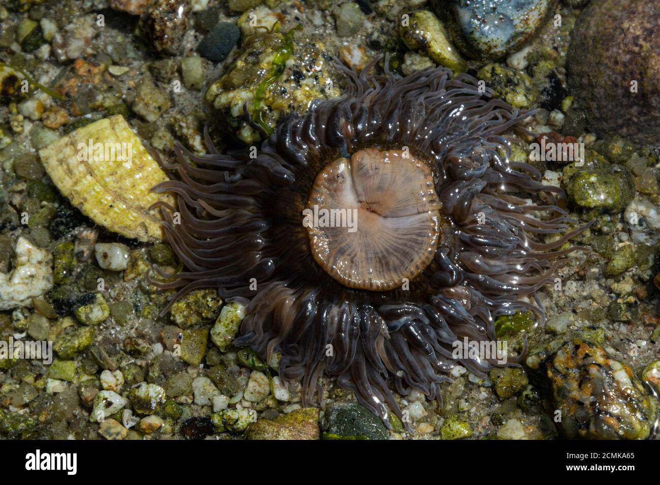 Forme grise de l'anemone des snakelocks (Anemonia viridis) Banque D'Images