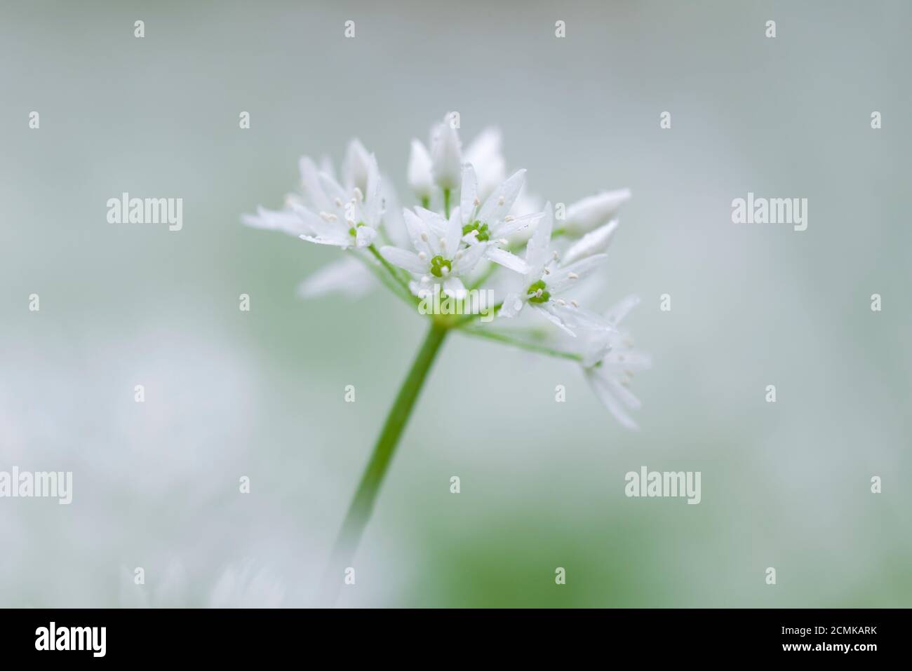 L'ail sauvage (Allium ursinum) ou Ramson fleurit au printemps dans une forêt britannique. Banque D'Images