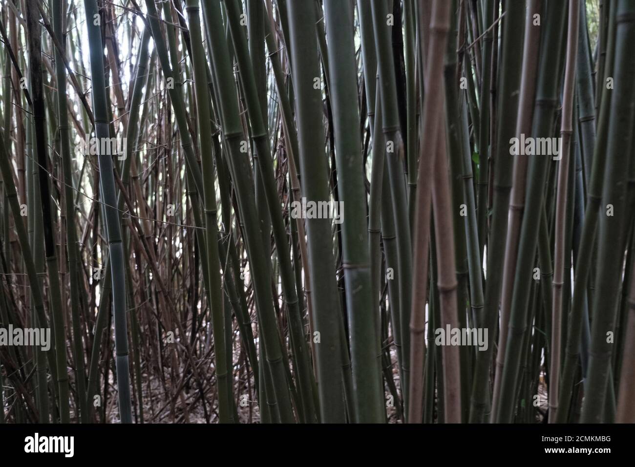 lit en roseau de bambou luxuriant avec feuilles de printemps. Photo de haute qualité Banque D'Images