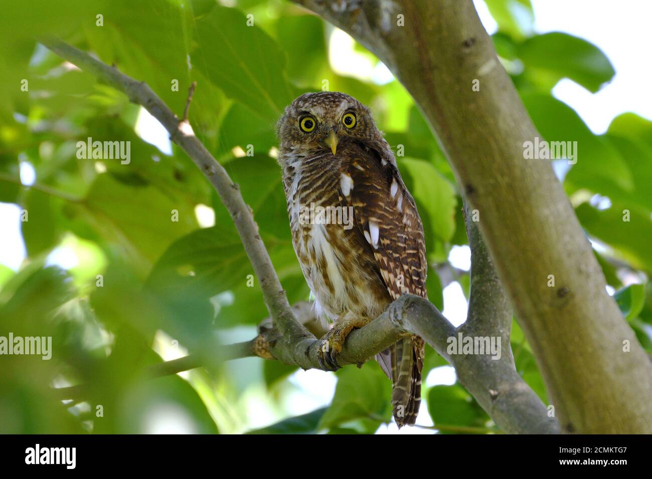 L’Owlet, barré par l’Asie, est assis sur UN arbre Banque D'Images