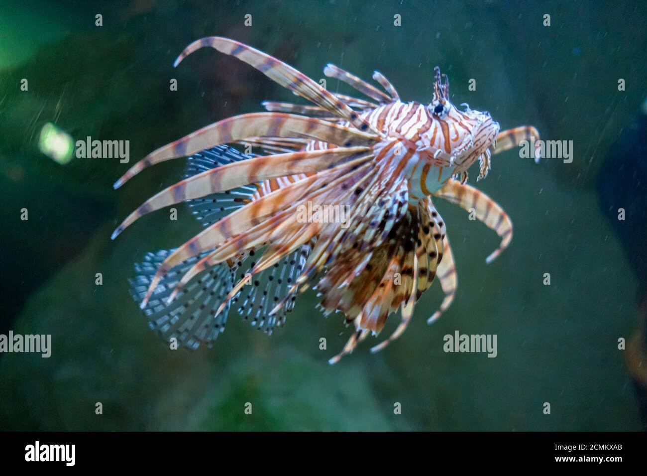 Les volitans Pterois dans un aquarium marin communautaire avec un scorpion d'éclairage de nuit poisson Banque D'Images