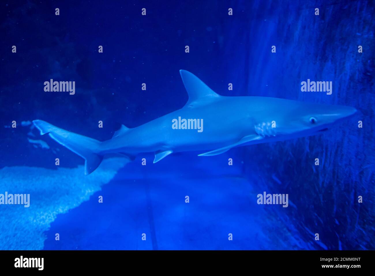 Un requin nageant dans l'eau bleue. Photo de haute qualité Banque D'Images