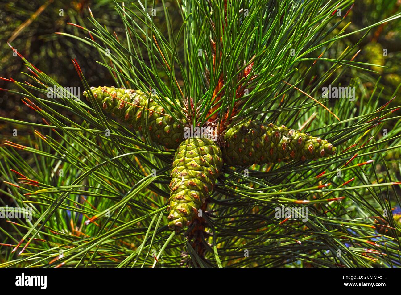 Pinus nigra, pin autrichien ou pin noir. Trois cônes sur une branche. Banque D'Images