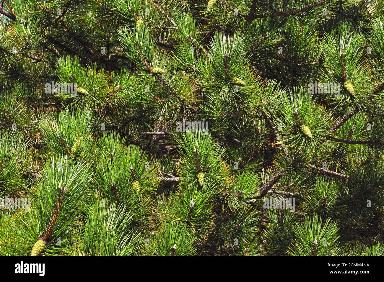 Le Pinus nigra, le pin autrichien ou le pin noir est une espèce de pin que l'on trouve dans le sud de l'Europe méditerranéenne, de l'Espagne à la Turquie et à l'Afrique du Nord. Beaucoup de co Banque D'Images