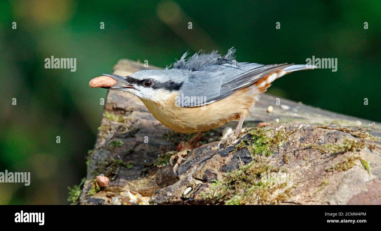 Nuthatch collectant des fruits, des noix et des graines dans une station d'alimentation des bois Banque D'Images