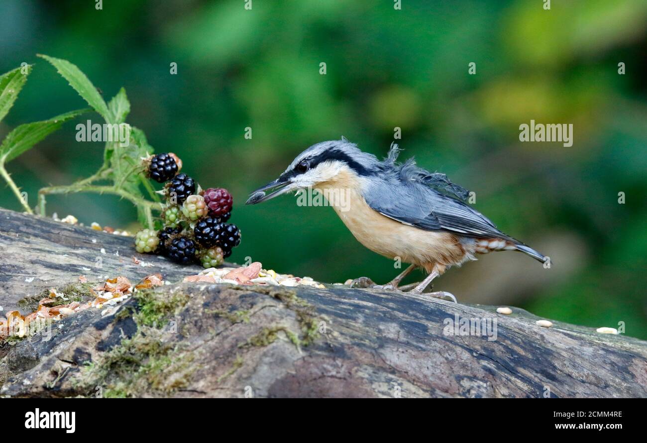 Nuthatch collectant des fruits, des noix et des graines dans une station d'alimentation des bois Banque D'Images