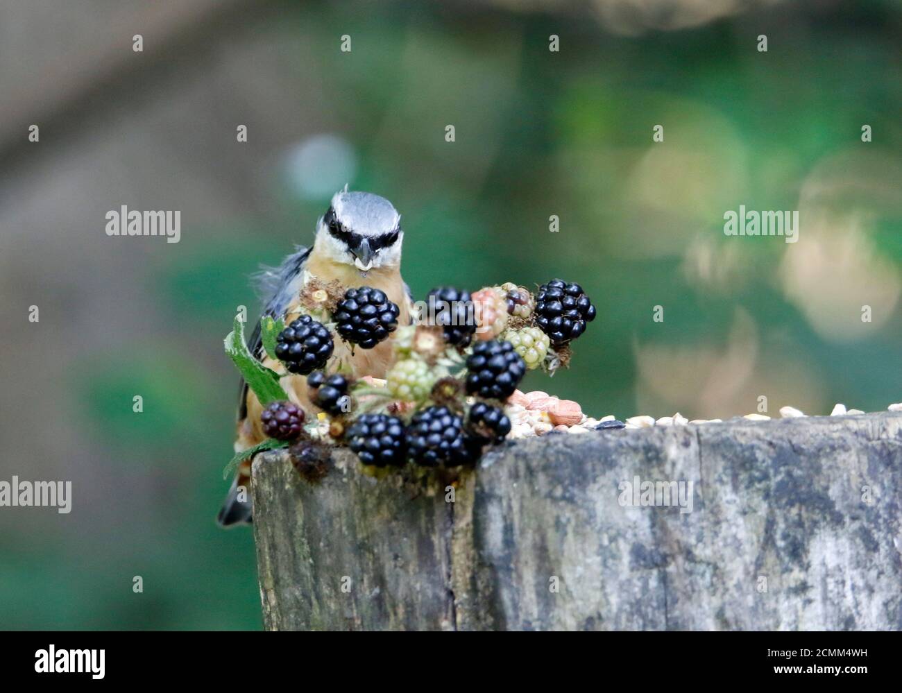 Nuthatch collectant des fruits, des noix et des graines dans une station d'alimentation des bois Banque D'Images