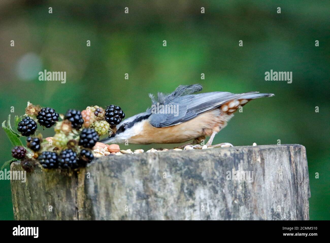 Nuthatch collectant des fruits, des noix et des graines dans une station d'alimentation des bois Banque D'Images
