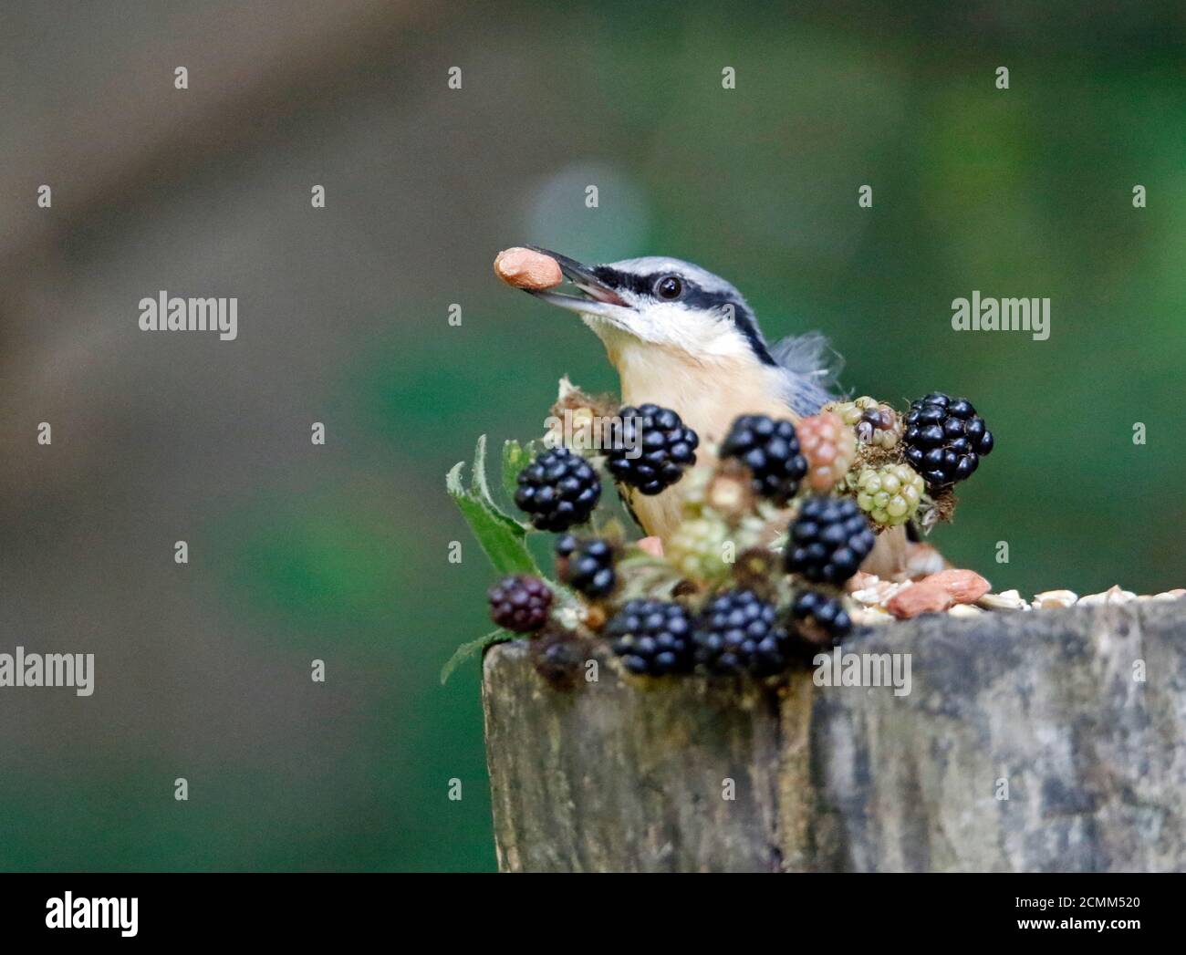 Nuthatch collectant des fruits, des noix et des graines dans une station d'alimentation des bois Banque D'Images