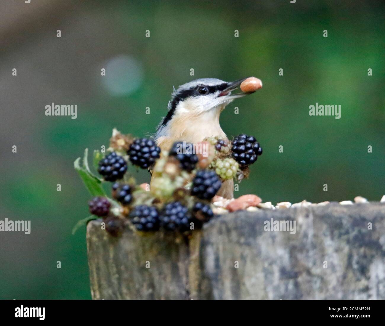 Nuthatch collectant des fruits, des noix et des graines dans une station d'alimentation des bois Banque D'Images