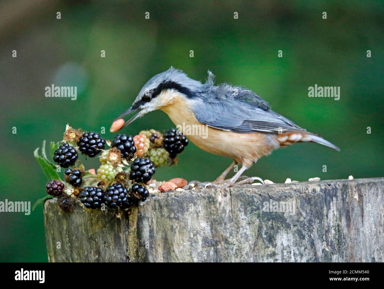 Nuthatch collectant des fruits, des noix et des graines dans une station d'alimentation des bois Banque D'Images