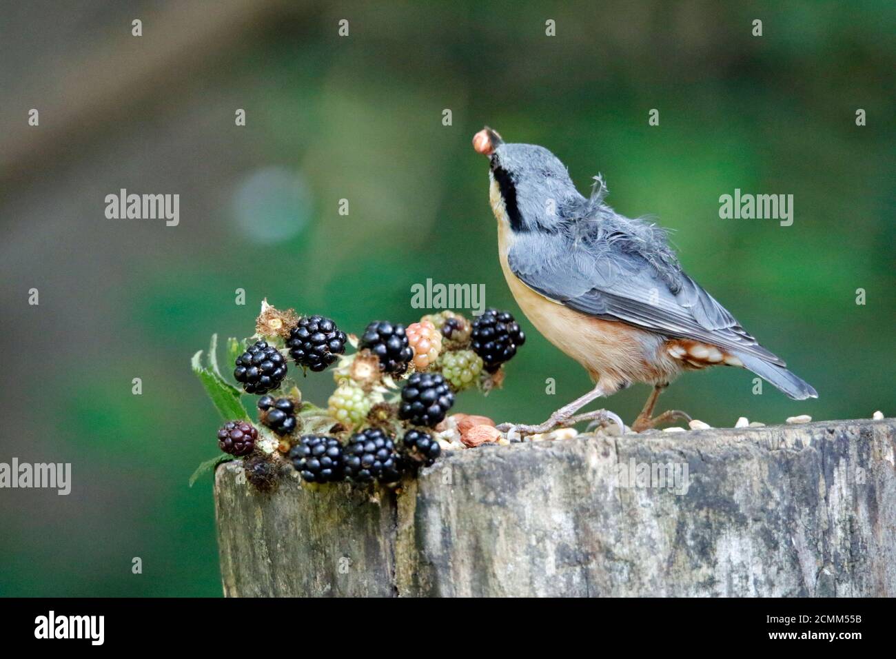 Nuthatch collectant des fruits, des noix et des graines dans une station d'alimentation des bois Banque D'Images