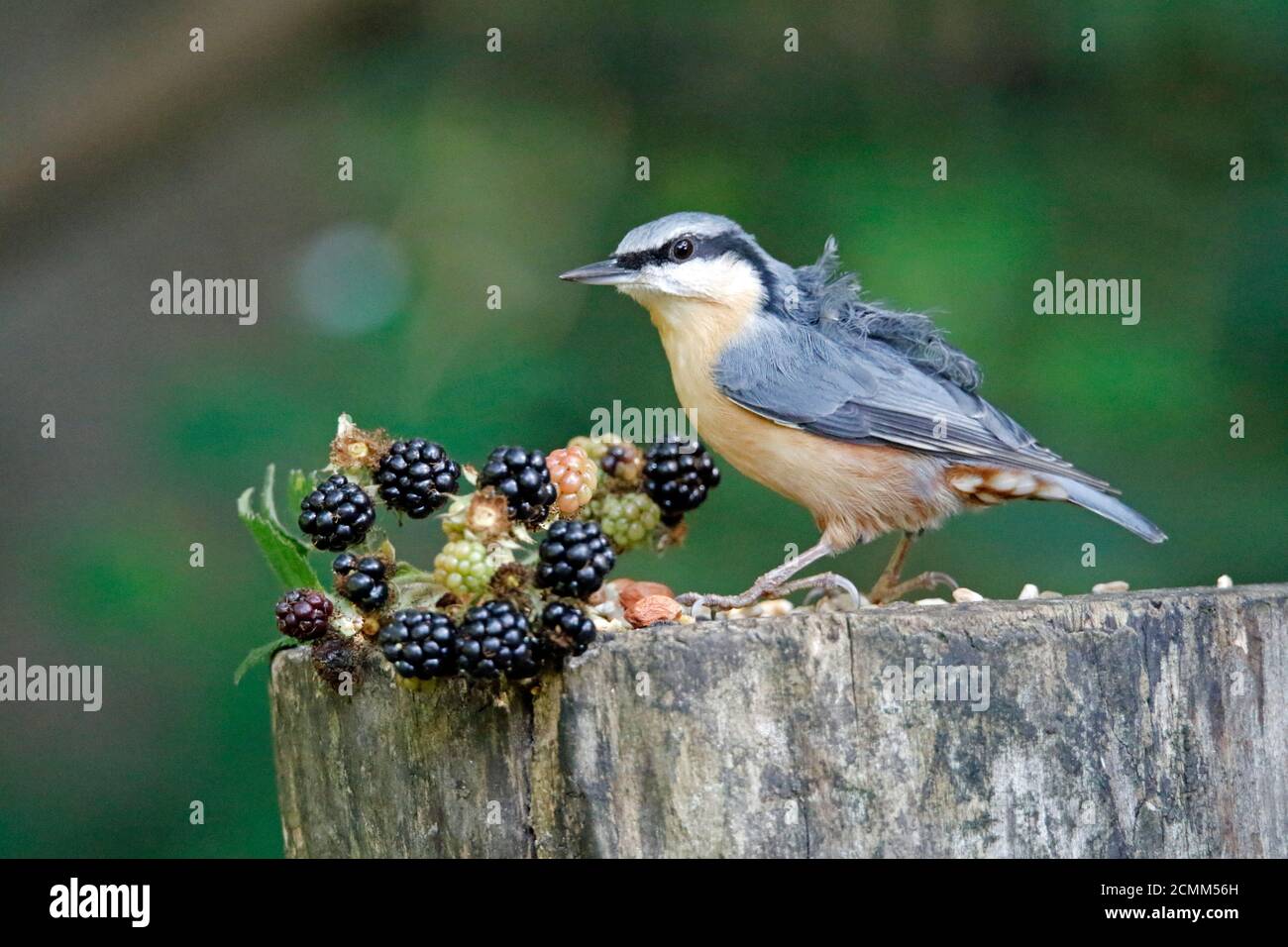 Nuthatch collectant des fruits, des noix et des graines dans une station d'alimentation des bois Banque D'Images