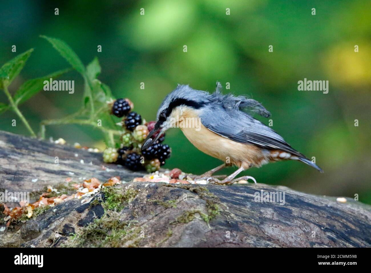 Nuthatch collectant des fruits, des noix et des graines dans une station d'alimentation des bois Banque D'Images