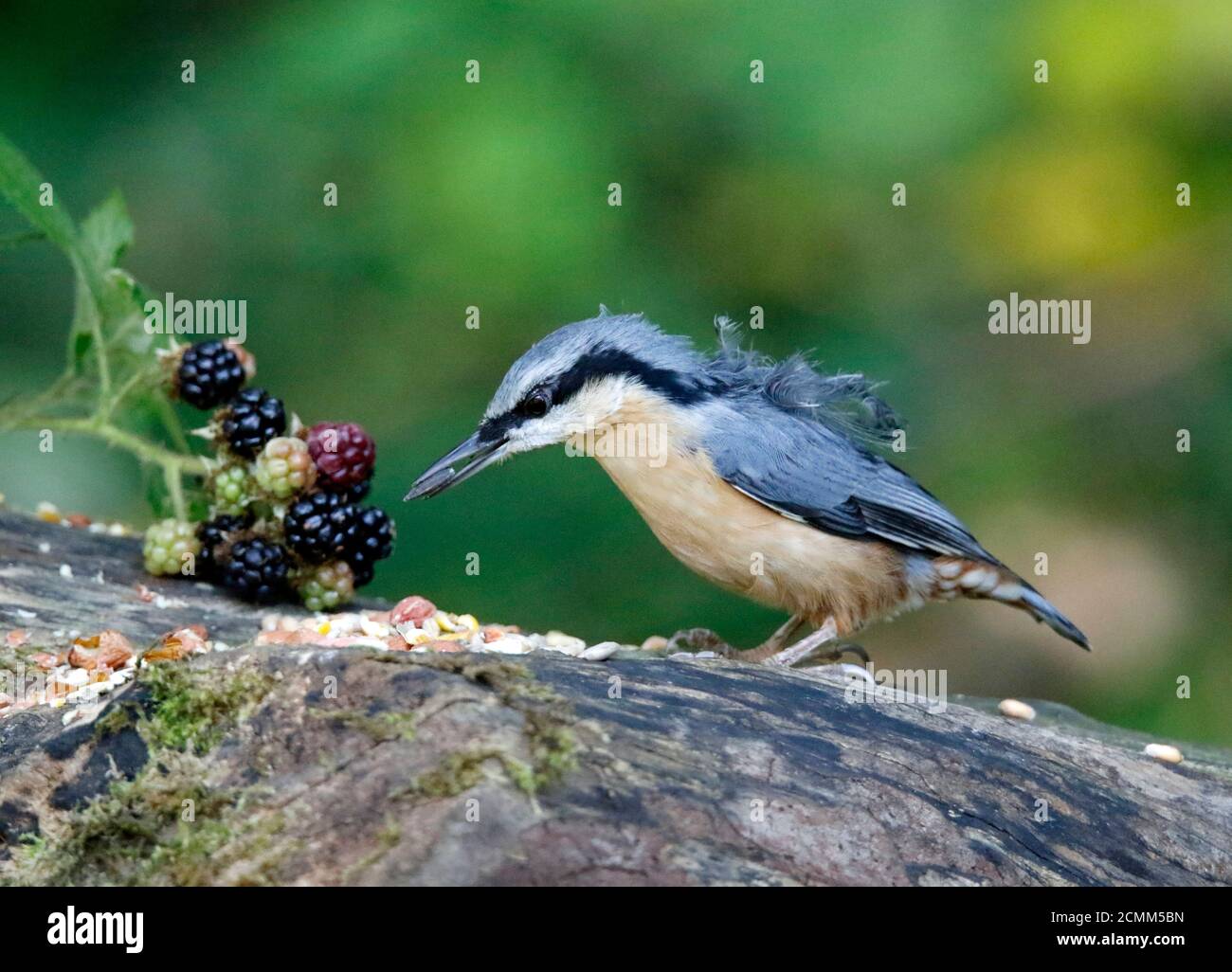 Nuthatch collectant des fruits, des noix et des graines dans une station d'alimentation des bois Banque D'Images