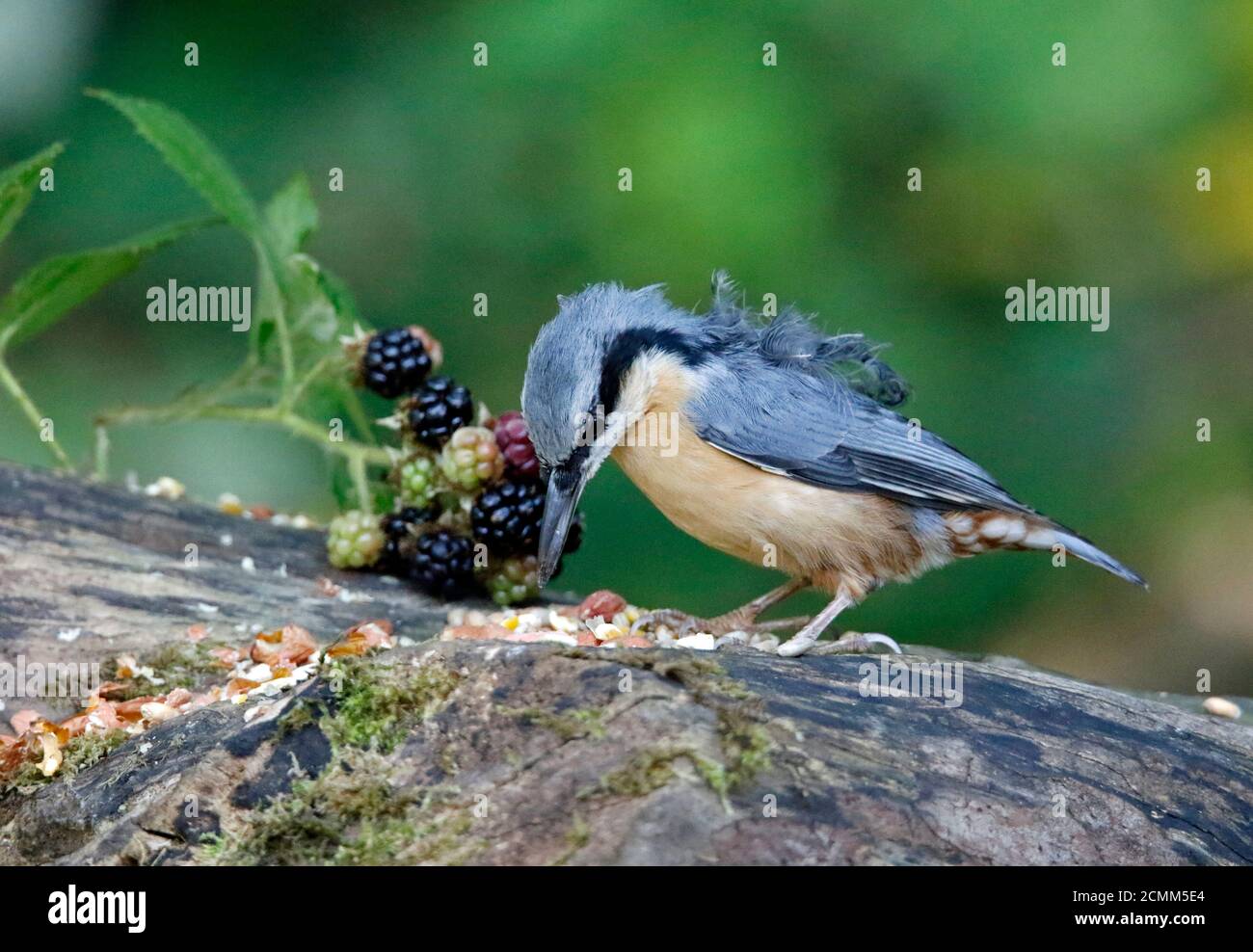 Nuthatch collectant des fruits, des noix et des graines dans une station d'alimentation des bois Banque D'Images