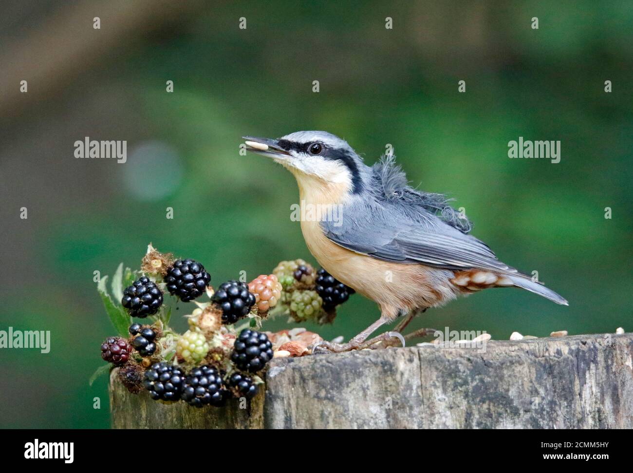 Nuthatch collectant des fruits, des noix et des graines dans une station d'alimentation des bois Banque D'Images