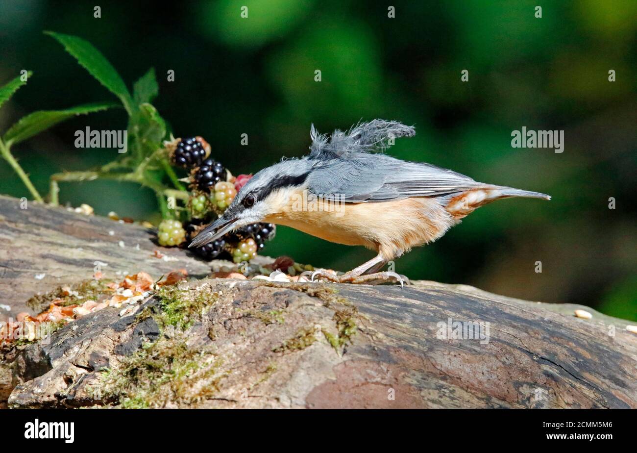 Nuthatch collectant des fruits, des noix et des graines dans une station d'alimentation des bois Banque D'Images