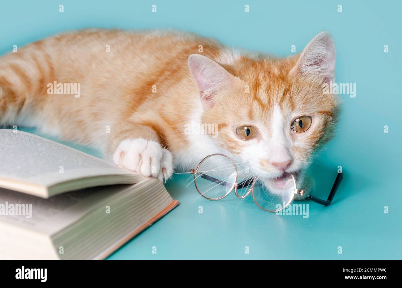 un chat au gingembre et un livre avec des verres sur une lumière prise en studio en arrière-plan Banque D'Images