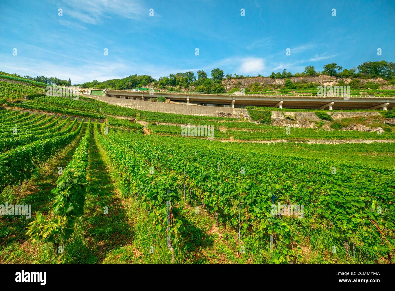 Paysage aérien de vignobles en terrasse dans le canton de Vaud, Suisse, Europe. Des rangées de vignes qui poussent pendant l'été. Région viticole entre Lutry et Banque D'Images