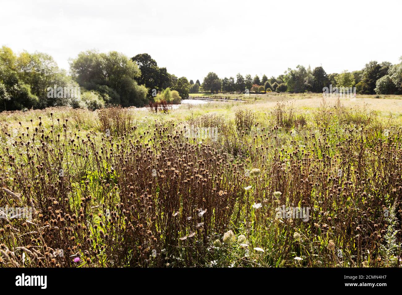Fleurs sauvages dans le parc Riverside de Chester-le-Street, Angleterre. Le parc a été créé dans les années 1930. Banque D'Images