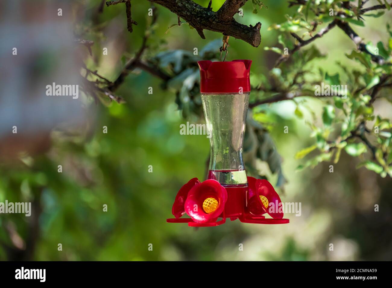 Un mangeoire à colibris en plastique rouge suspendu d'une branche d'arbre dans la campagne. Banque D'Images