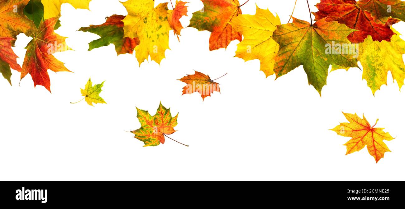 Des feuilles d'automne colorées pendent et tombent, isolées en studio sur blanc Banque D'Images
