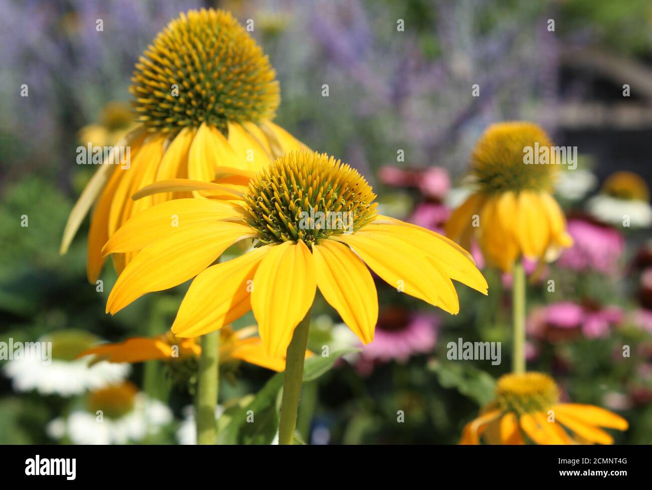 Les fleurs jaunes d'Echinacea purpurea 'Sombrero Yellow', en gros plan, dans un cadre naturel en plein air. Fleur conique. Banque D'Images