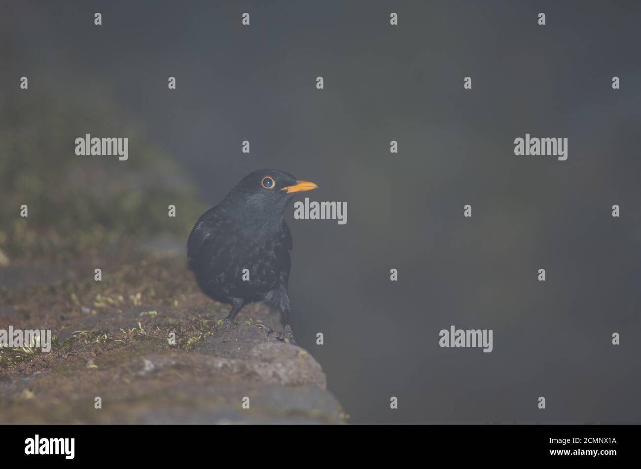 Homme blackbird Turdus merula cabrerae. La Llania. Valverde. El Hierro. Îles Canaries. Espagne. Banque D'Images