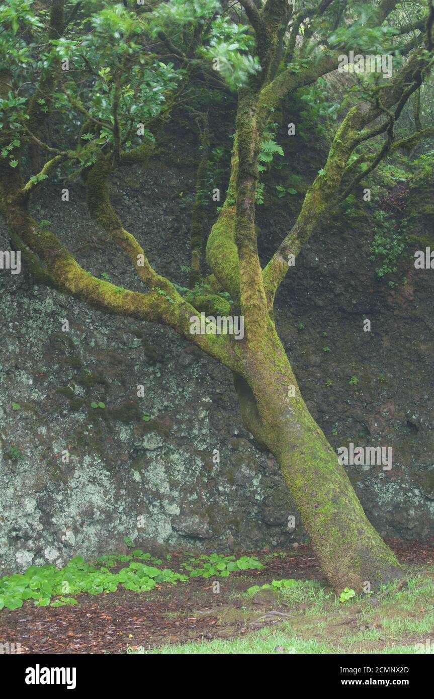 Firetree Myrica faya répliquant le célèbre Garoe Holy Tree tombé par une tempête en 1610. Valverde. El Hierro. Îles Canaries. Espagne. Banque D'Images