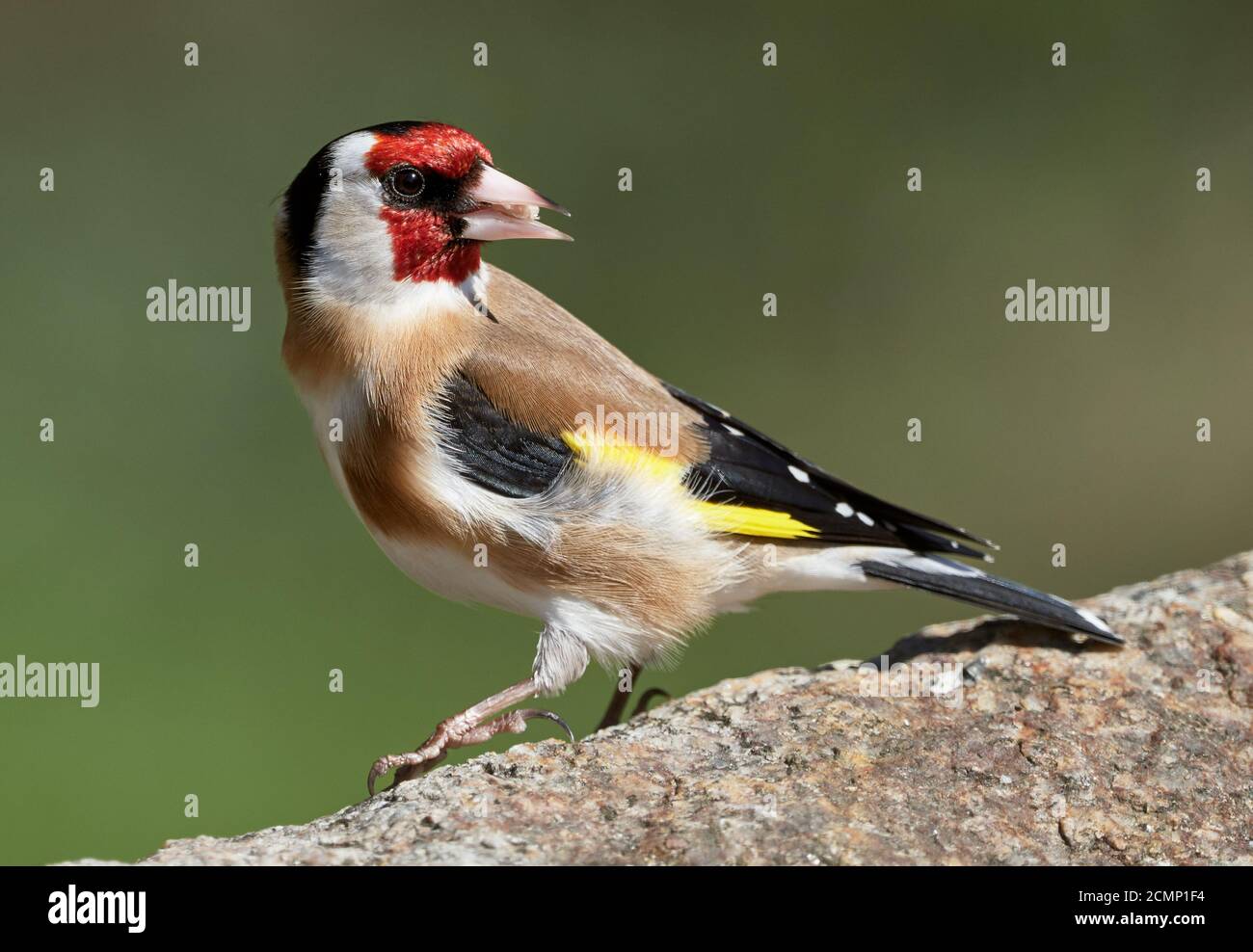 Européen Goldfinch (Carduelis carduelis) mange de la nourriture pour oiseaux sur un rocher sur fond vert naturel à l'intérieur ressort Banque D'Images