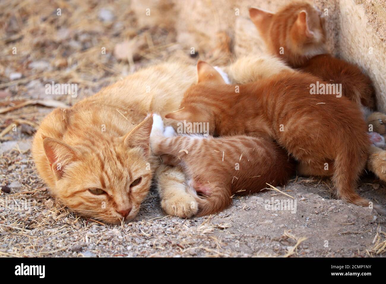 Chat de mère avec chatons de gingembre assis dans une rue, foyer sélectif. Famille d'animaux mignonne Banque D'Images