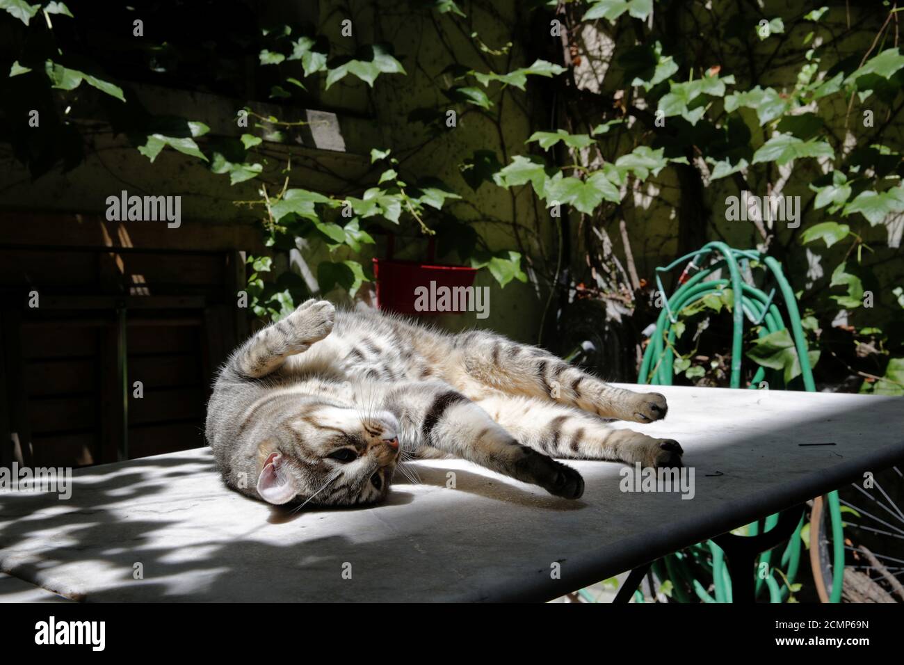 Ninja Un Chat De Six Ans Profite Du Soleil Dans Une Cour Parisienne Alors Que Les Temperatures Continuent De Monter Dans La Plupart Du Pays Les Autorites Placent Des Parties Du Sud