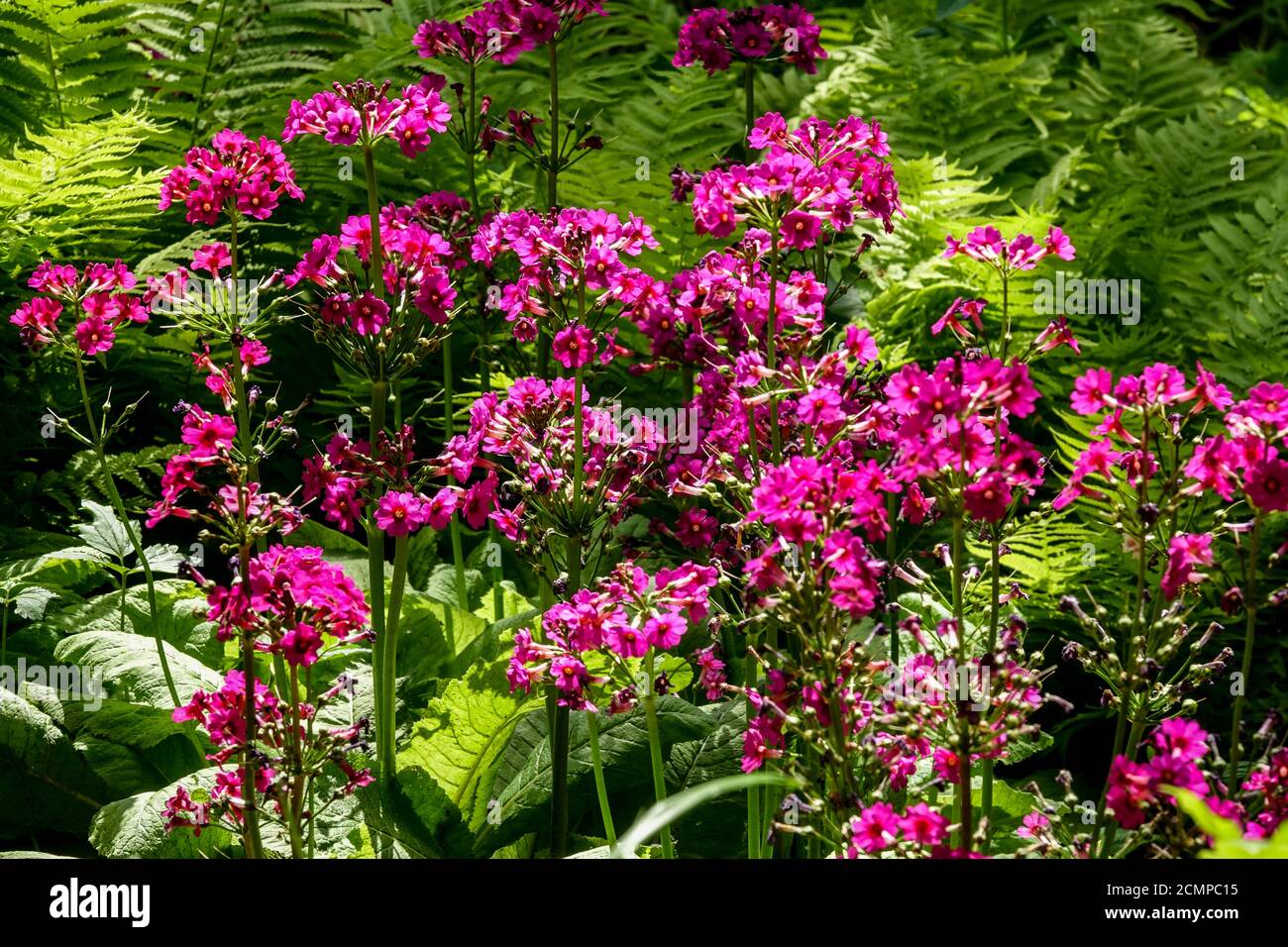 Fougères primitives fleurs dans le jardin Candelabra Primrose Primula pulverulenta floraison Spring Garden plantes vivaces Primrose Mealy Cowslip Banque D'Images