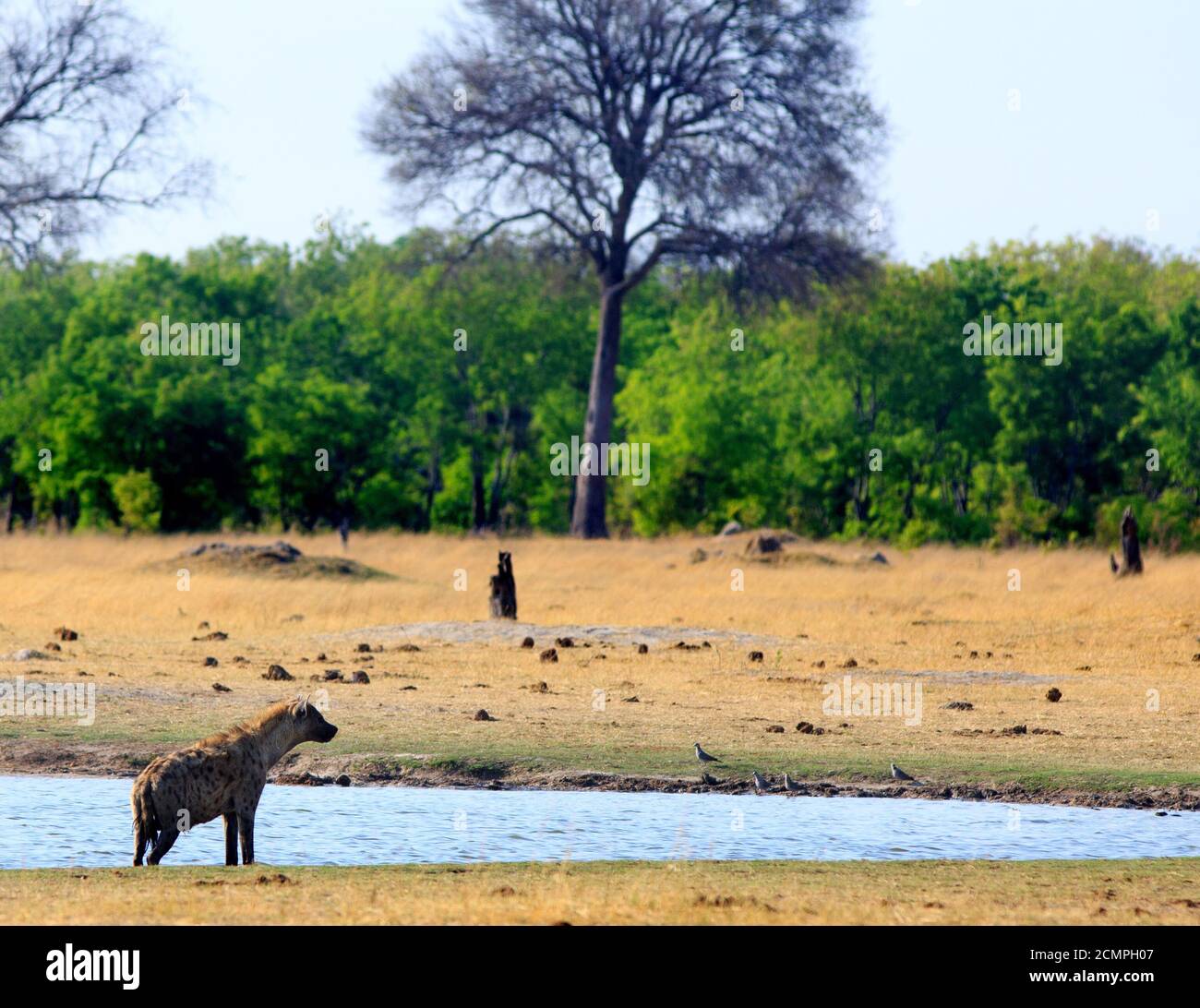 Hyena tachetée située au bord d'un petit trou d'eau avec une forêt naturelle et un arrière-plan bordé d'arbres dans le parc national de Hwange, Zimbabwe. Ils le sont aussi Banque D'Images