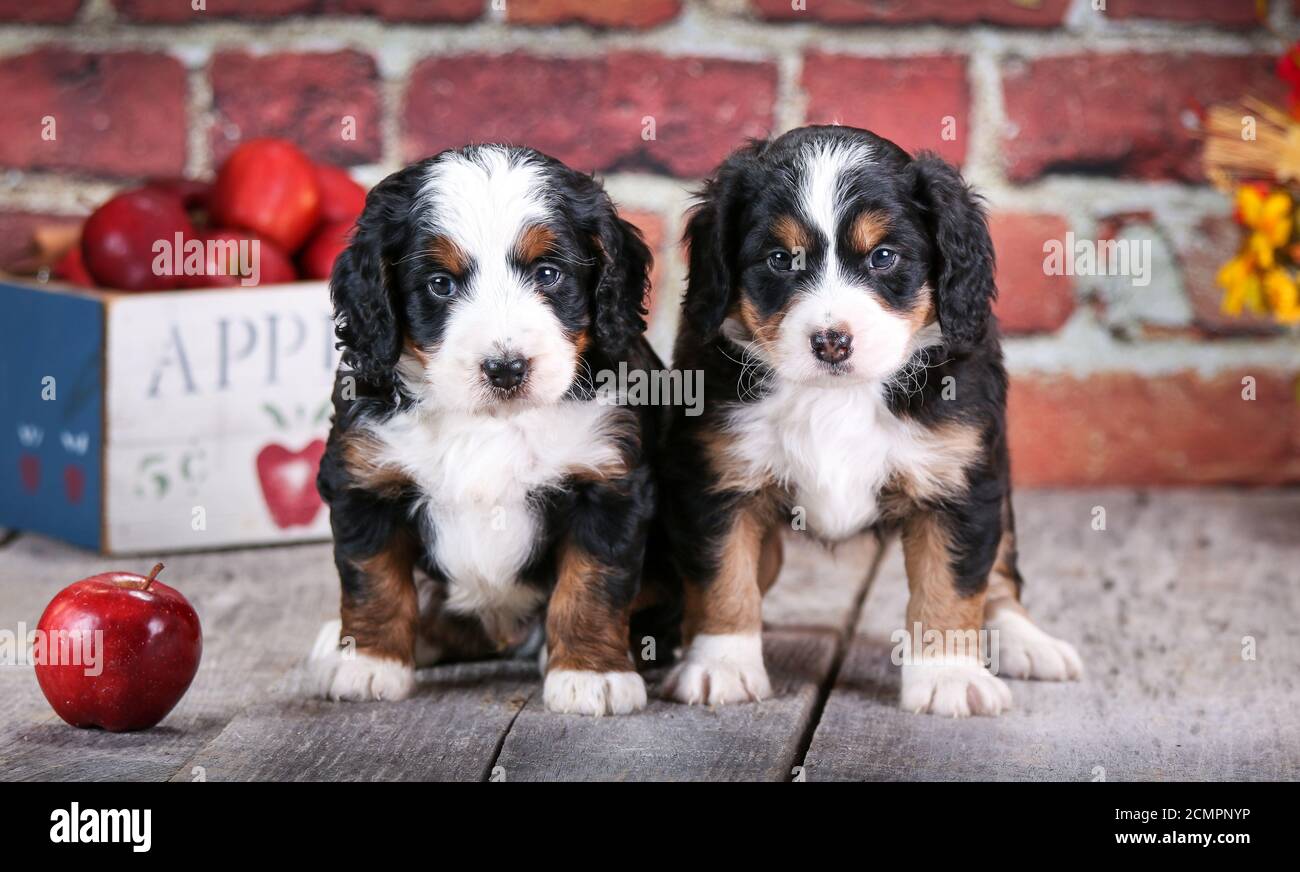 Deux chiots Bernedoodle miniatures F1 à 5 semaines dans avant du mur de briques avec des pommes Banque D'Images